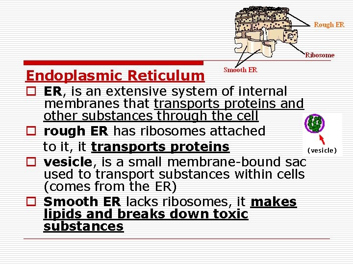 Endoplasmic Reticulum o ER, is an extensive system of internal membranes that transports proteins
