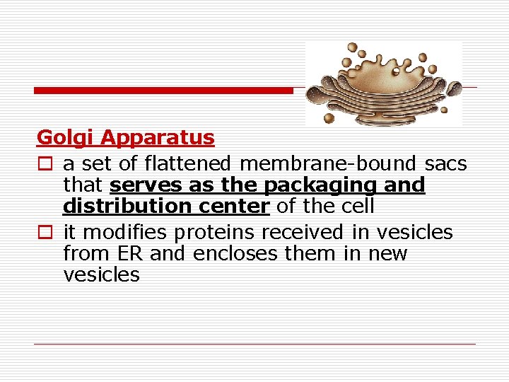 Golgi Apparatus o a set of flattened membrane-bound sacs that serves as the packaging
