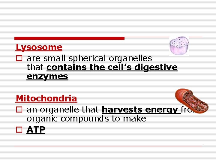 Lysosome o are small spherical organelles that contains the cell’s digestive enzymes Mitochondria o