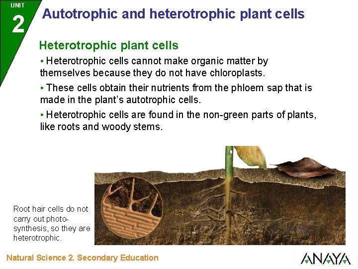 UNIT 2 Autotrophic and heterotrophic plant cells Heterotrophic plant cells • Heterotrophic cells cannot