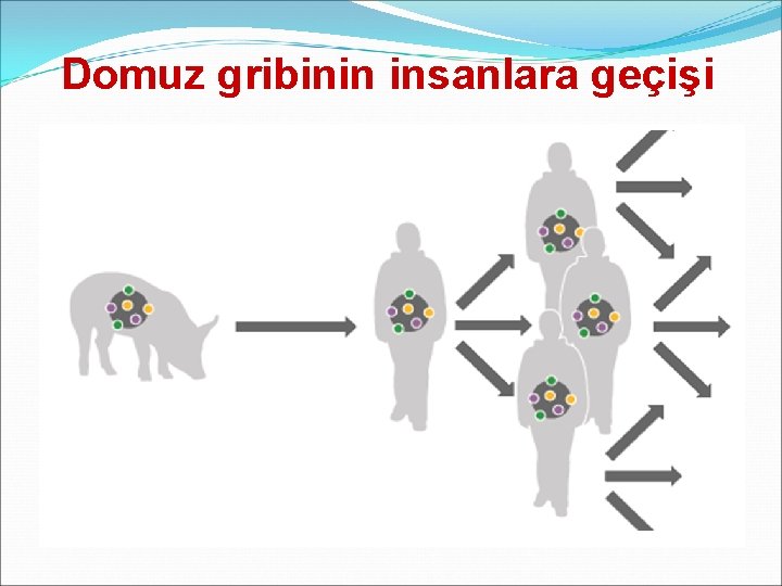 Domuz gribinin insanlara geçişi 