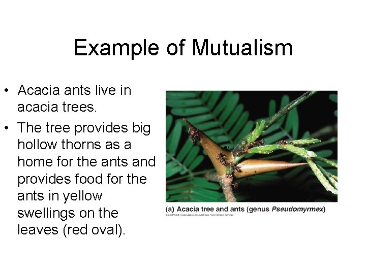 Example of Mutualism • Acacia ants live in acacia trees. • The tree provides