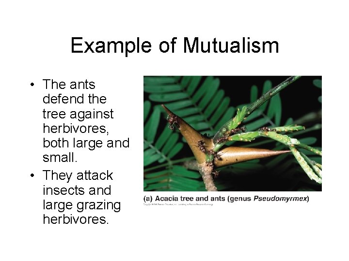 Example of Mutualism • The ants defend the tree against herbivores, both large and