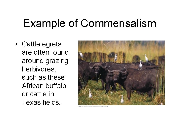Example of Commensalism • Cattle egrets are often found around grazing herbivores, such as