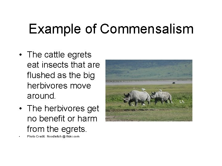 Example of Commensalism • The cattle egrets eat insects that are flushed as the