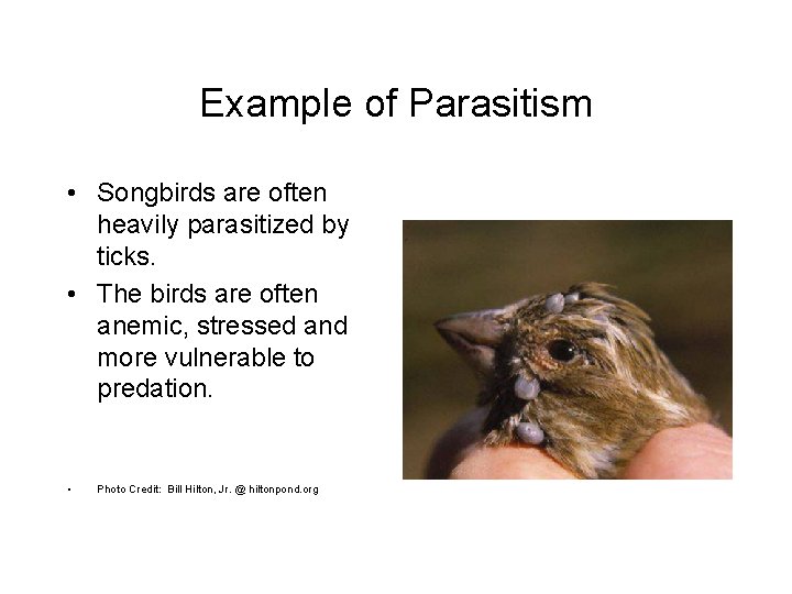 Example of Parasitism • Songbirds are often heavily parasitized by ticks. • The birds