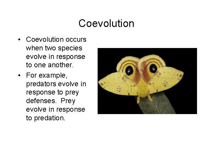Coevolution • Coevolution occurs when two species evolve in response to one another. •