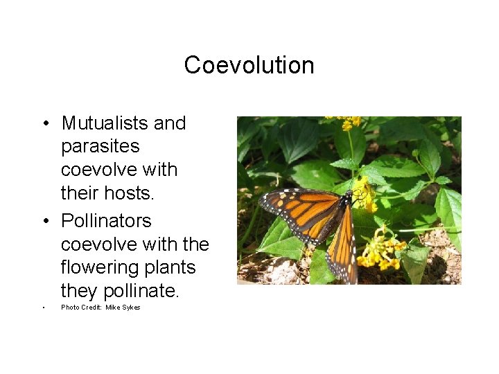 Coevolution • Mutualists and parasites coevolve with their hosts. • Pollinators coevolve with the