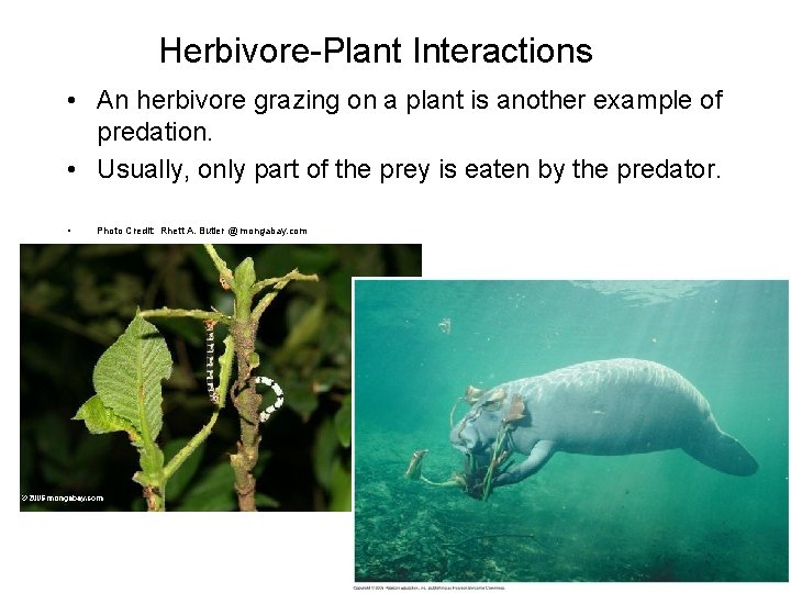 Herbivore-Plant Interactions • An herbivore grazing on a plant is another example of predation.