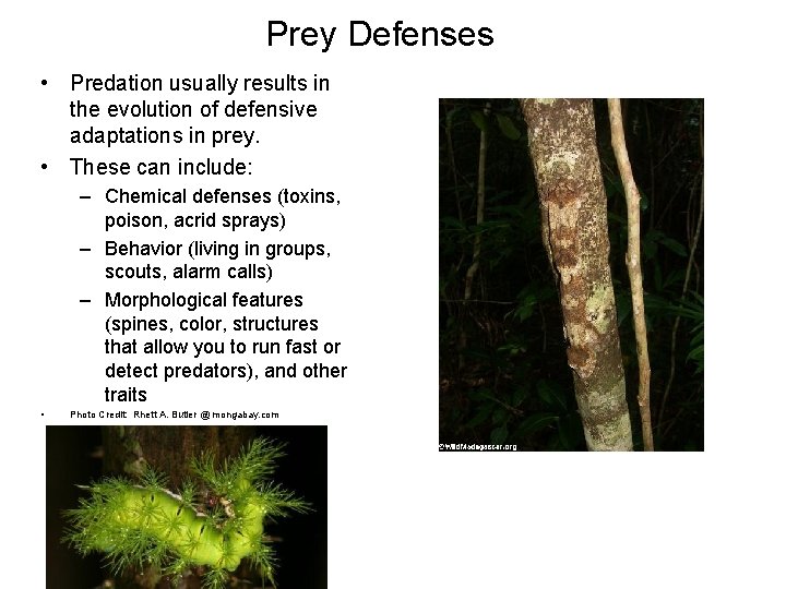 Prey Defenses • Predation usually results in the evolution of defensive adaptations in prey.