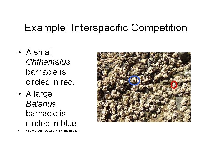 Example: Interspecific Competition • A small Chthamalus barnacle is circled in red. • A