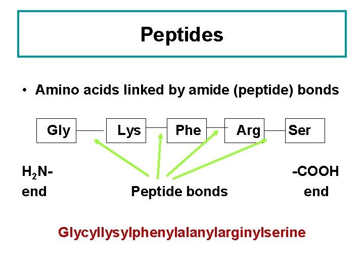 Peptides • Amino acids linked by amide (peptide) bonds Gly H 2 Nend Lys