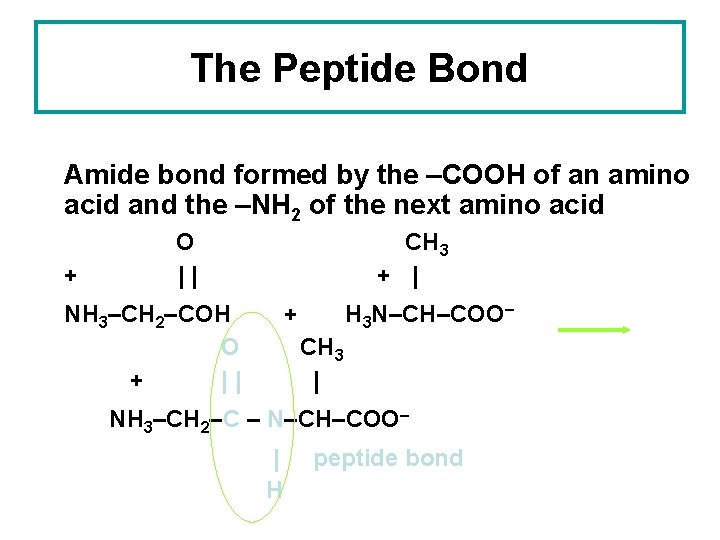 The Peptide Bond Amide bond formed by the –COOH of an amino acid and The Peptide Bond Amide bond formed by the –COOH of an amino acid and
