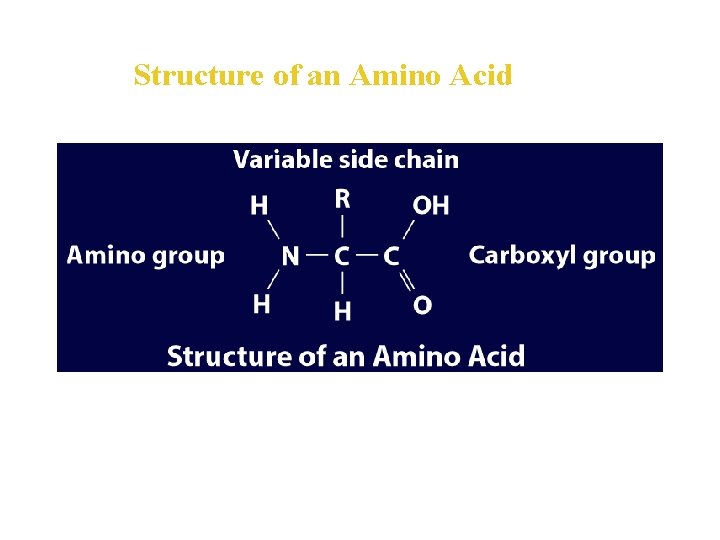 Structure of an Amino Acid 