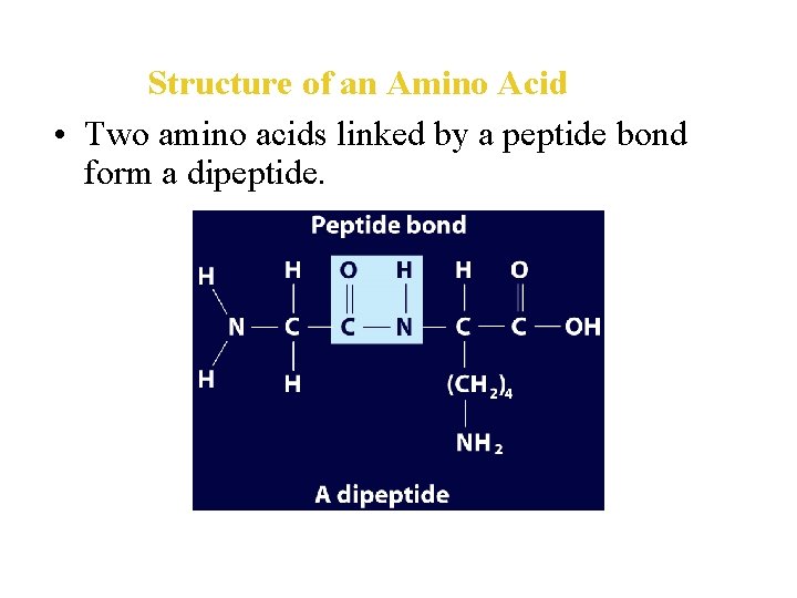 Structure of an Amino Acid • Two amino acids linked by a peptide bond