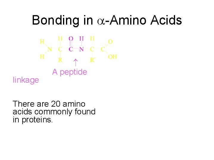 Bonding in -Amino Acids A peptide linkage There are 20 amino acids commonly found