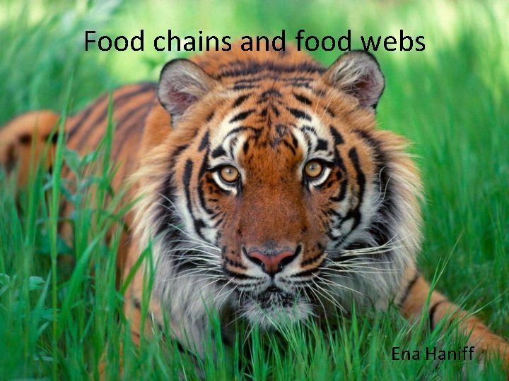 Food chains and food webs Ena Haniff 
