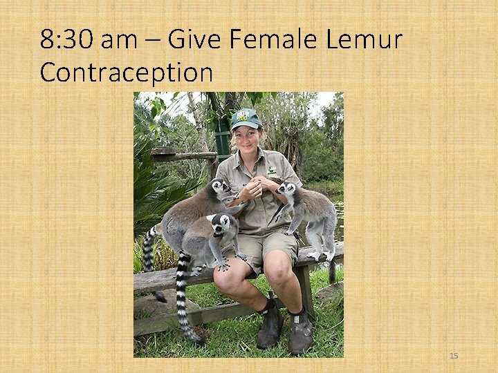 8: 30 am – Give Female Lemur Contraception 15 
