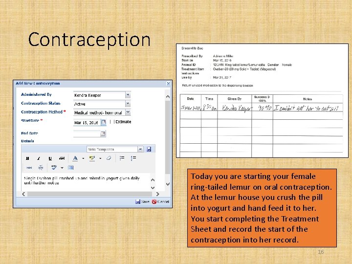 Contraception Today you are starting your female ring-tailed lemur on oral contraception. At the