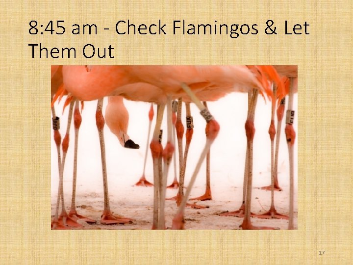 8: 45 am - Check Flamingos & Let Them Out 17 