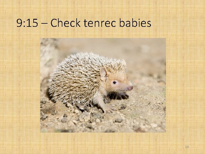 9: 15 – Check tenrec babies 19 