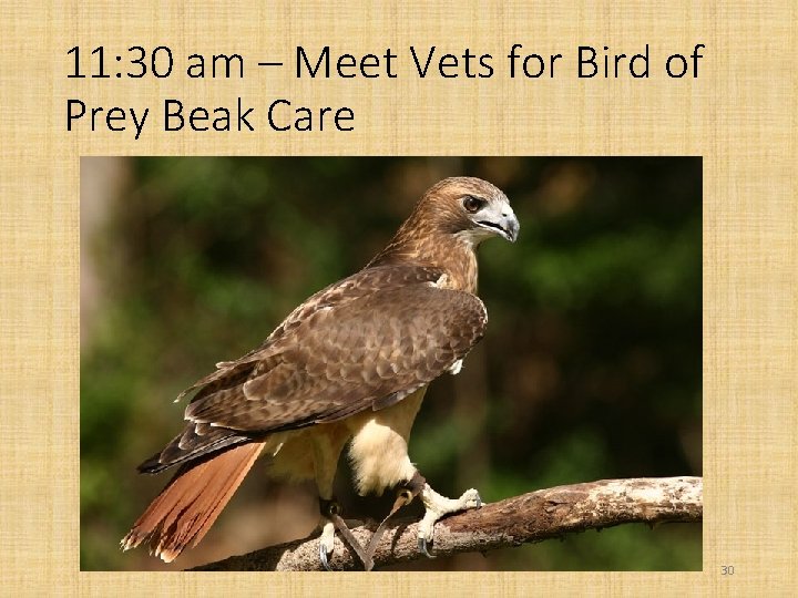 11: 30 am – Meet Vets for Bird of Prey Beak Care 30 