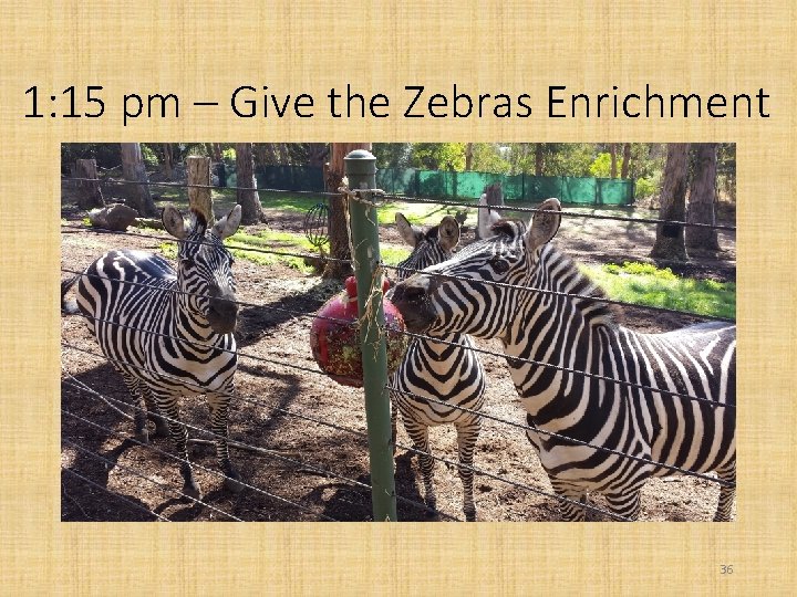 1: 15 pm – Give the Zebras Enrichment 36 