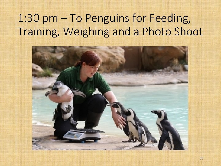 1: 30 pm – To Penguins for Feeding, Training, Weighing and a Photo Shoot