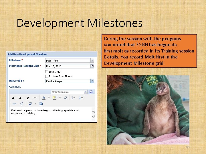 Development Milestones During the session with the penguins you noted that 7 GRN has