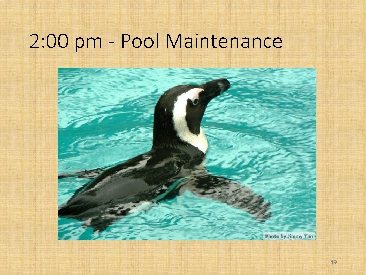 2: 00 pm - Pool Maintenance 49 
