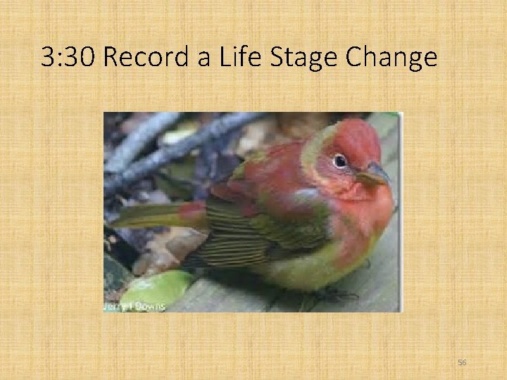 3: 30 Record a Life Stage Change 56 