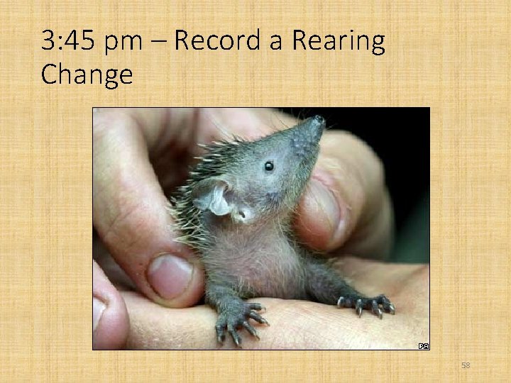 3: 45 pm – Record a Rearing Change 58 