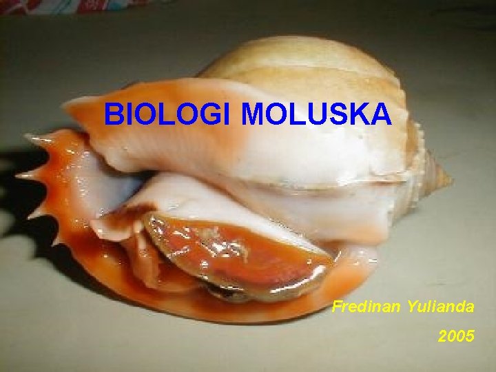 BIOLOGI MOLUSKA Fredinan Yulianda 2005 