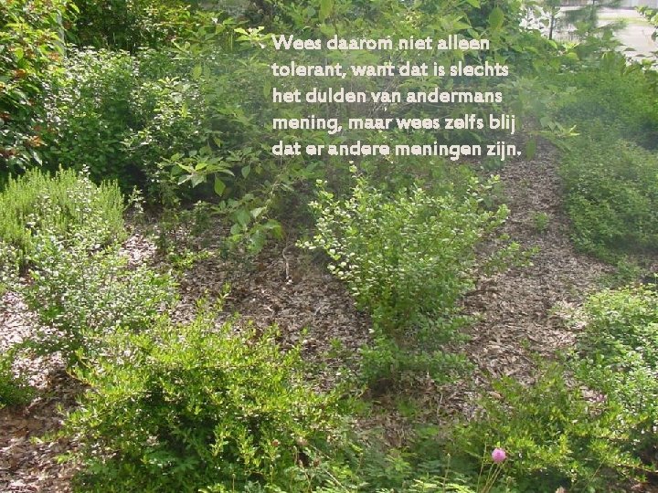 Wees daarom niet alleen tolerant, want dat is slechts het dulden van andermans mening,