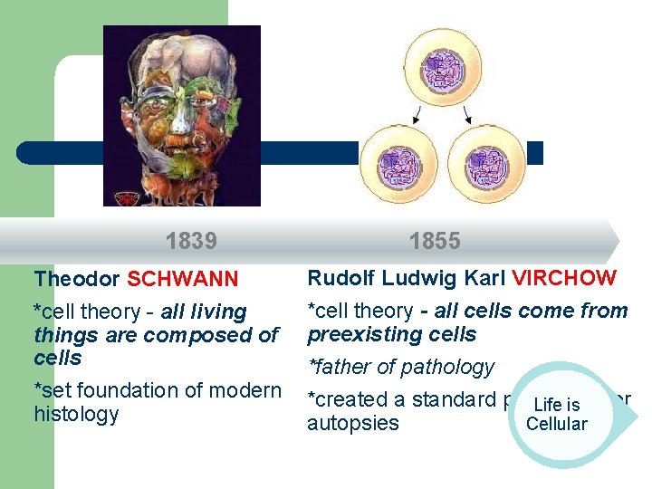 1839 1855 Theodor SCHWANN Rudolf Ludwig Karl VIRCHOW *cell theory - all living things 1839 1855 Theodor SCHWANN Rudolf Ludwig Karl VIRCHOW *cell theory - all living things