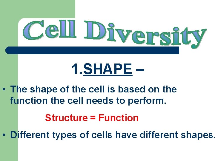 1. SHAPE – • The shape of the cell is based on the function 1. SHAPE – • The shape of the cell is based on the function