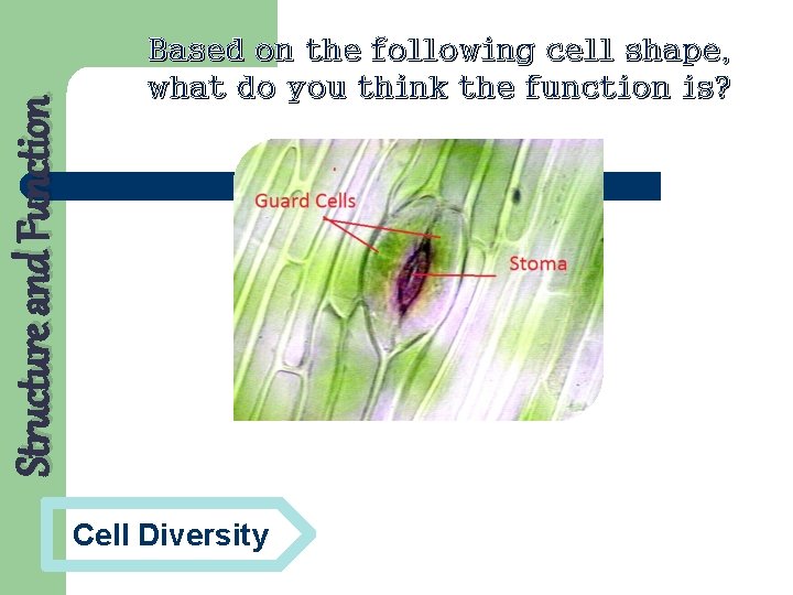 Structure and Function Based on the following cell shape, what do you think the Structure and Function Based on the following cell shape, what do you think the