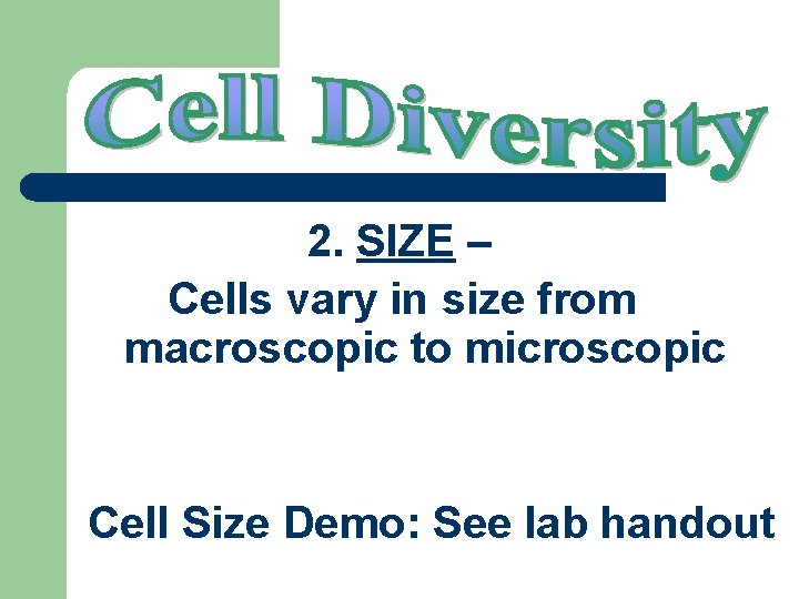 2. SIZE – Cells vary in size from macroscopic to microscopic Cell Size Demo: 2. SIZE – Cells vary in size from macroscopic to microscopic Cell Size Demo: