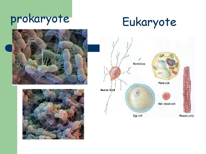 prokaryote Eukaryote prokaryote Eukaryote