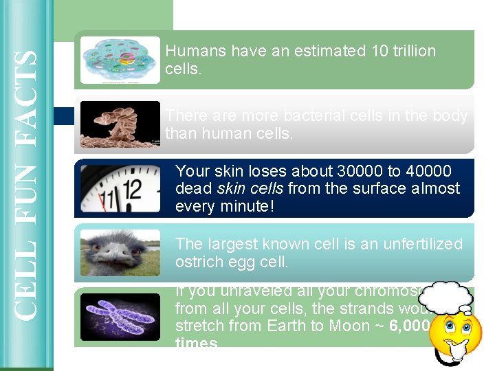 CELL FUN FACTS Humans have an estimated 10 trillion cells. There are more bacterial CELL FUN FACTS Humans have an estimated 10 trillion cells. There are more bacterial