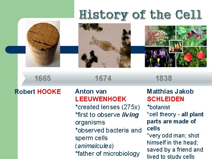 History of the Cell 1665 Robert HOOKE 1674 Anton van LEEUWENHOEK *created lenses (275 History of the Cell 1665 Robert HOOKE 1674 Anton van LEEUWENHOEK *created lenses (275