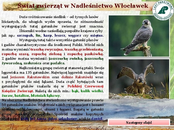 Świat zwierząt w Nadleśnictwo Włocławek Duże zróżnicowanie siedlisk – od żyznych lasów liściastych, do