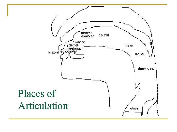 Places of Articulation 