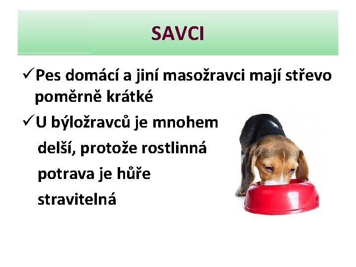 SAVCI üPes domácí a jiní masožravci mají střevo poměrně krátké üU býložravců je mnohem