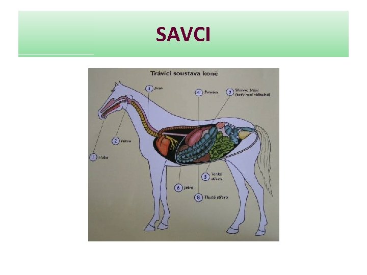 SAVCI 