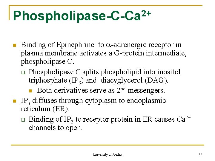 2+ Phospholipase-C-Ca n n Binding of Epinephrine to -adrenergic receptor in plasma membrane activates