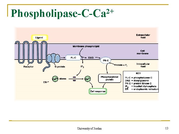 Phospholipase-C-Ca 2+ University of Jordan 13 