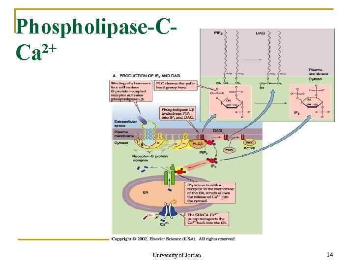 Phospholipase-C 2+ Ca University of Jordan 14 