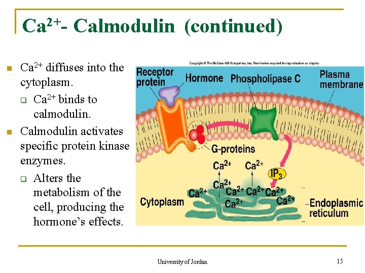 Ca 2+- Calmodulin (continued) n n Ca 2+ diffuses into the cytoplasm. q Ca