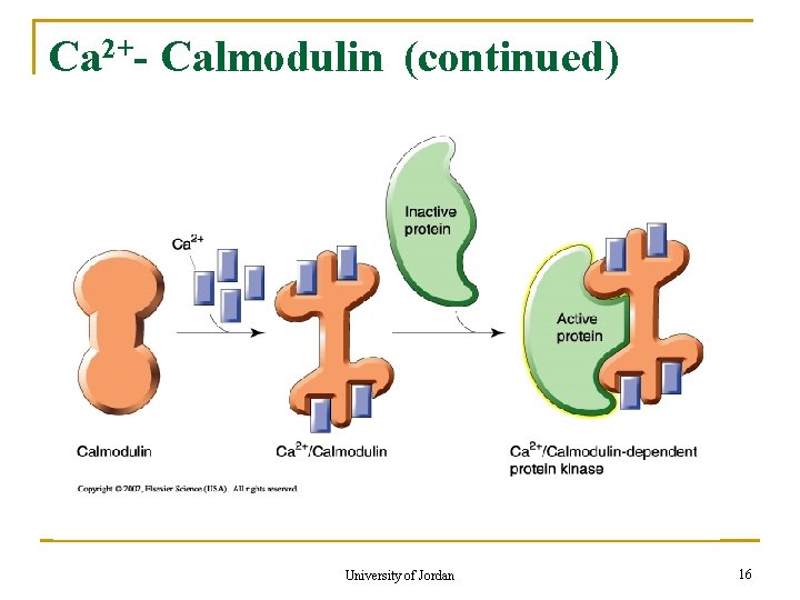 Ca 2+- Calmodulin (continued) University of Jordan 16 